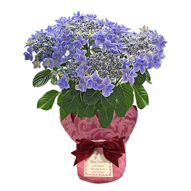 21母の日 アジサイ銀河 送料込 暮らしなでしこ Jre Pointが 貯まる 使える Jre Mall