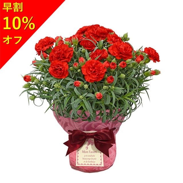 母の日のプレゼント 60代向け「赤いカーネーションの花鉢」