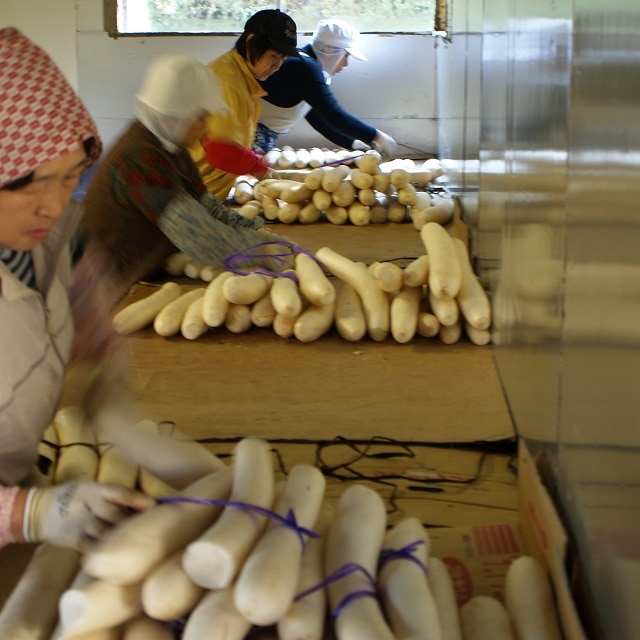 東北 雄勝野きむらや いぶりがっこ4種お試しセット 送料込 Le Collier Jre Pointが 貯まる 使える Jre Mall