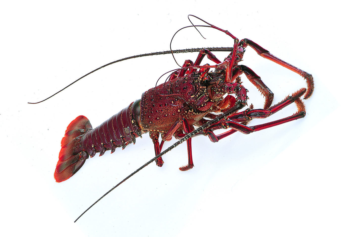 伊勢海老700ｇ 11月上旬 産直ステーション夢四国 Jre Pointが 貯まる 使える Jre Mall