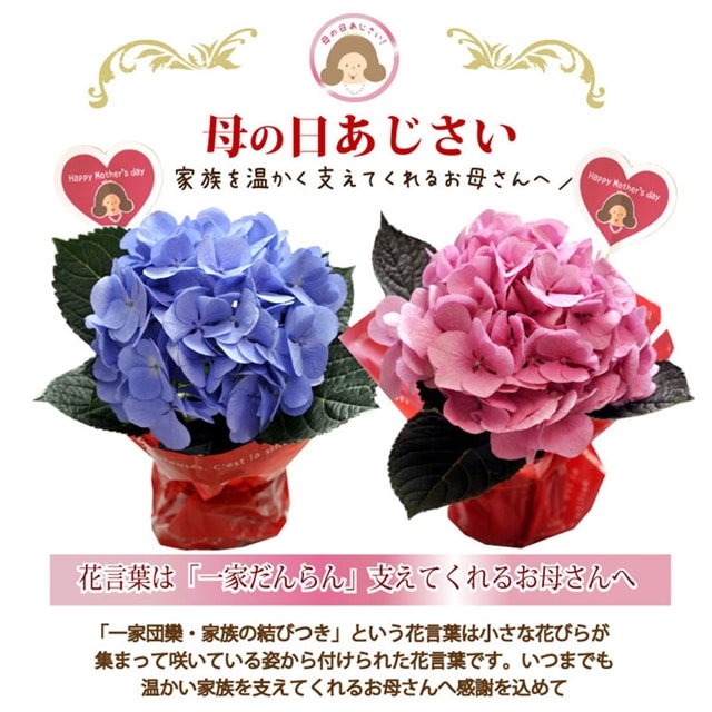 母の日ギフト 花鉢 おまかせアジサイ4号鉢 5月3 8日の期間でお届け フラワーギフト 送料無料 Fkhh 22母の日 おまかせアジサイ4号鉢 Flowerkitchen Jre Pointが 貯まる 使える Jre Mall