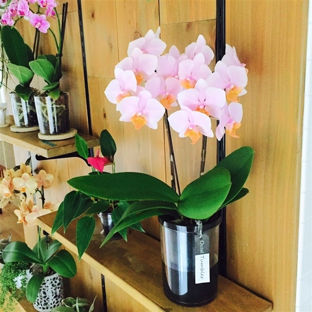 産直ギフト ミディ胡蝶蘭タンブラーポット4号2f ピンク系 花鉢 生花 椎名洋ラン園から贈る フラワーギフト 送料無料 誕生日 記念日 お祝い お花 Flowerkitchen Jre Pointが 貯まる 使える Jre Mall