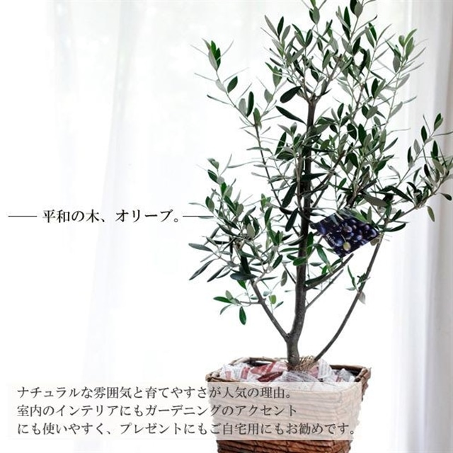 観葉植物 オリーブ6号mサイズ かご付き 品種おまかせ 送料無料 Flowerkitchen Jre Pointが 貯まる 使える Jre Mall