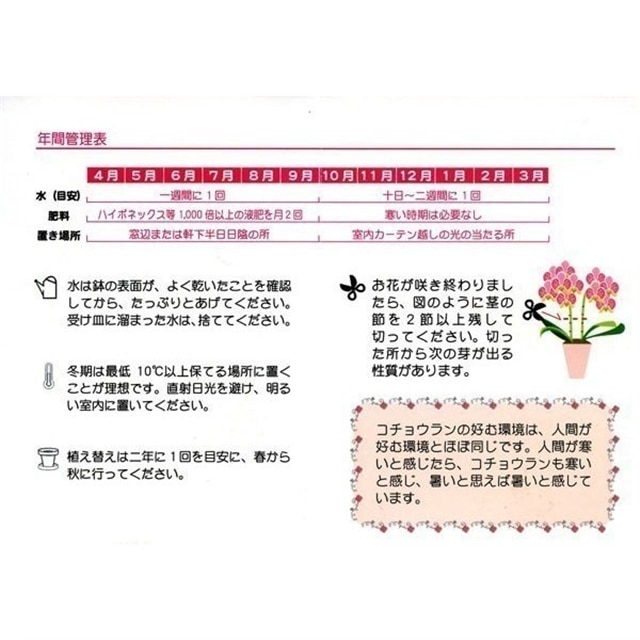 産直ギフト ミディ胡蝶蘭 モノトリコ鉢 5号3本立 ピンク系 花鉢 生花