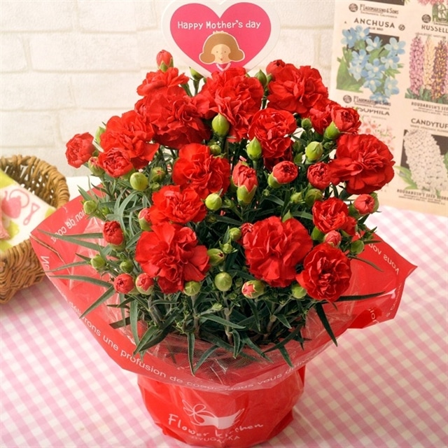 母の日のプレゼン60代向け「赤カーネーションの花鉢」