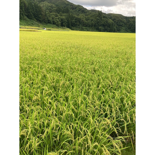 【送料無料】南魚沼産(五箇地区)コシヒカリ　農家直売米10kg