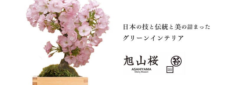 日本の技と伝統と美の詰まったグリーンインテリア 旭山桜
