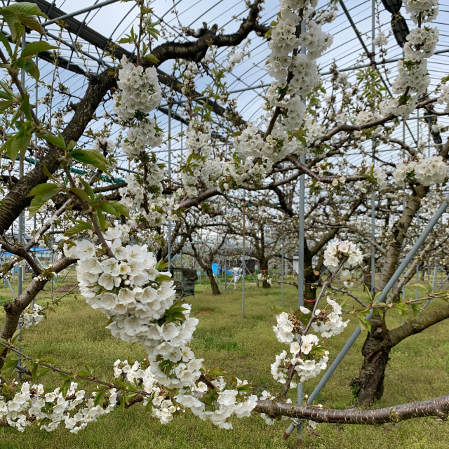完売御礼 限定 Aoya自社農園 樹熟 佐藤錦1kg斜めバラ詰め 山形県 aoya Jre Pointが 貯まる 使える Jre Mall 完売御礼 限定 Aoya自社農園 樹熟 佐藤錦1kg斜めバラ詰め 山形県 aoya Jre Pointが 貯まる 使える Jre Mall