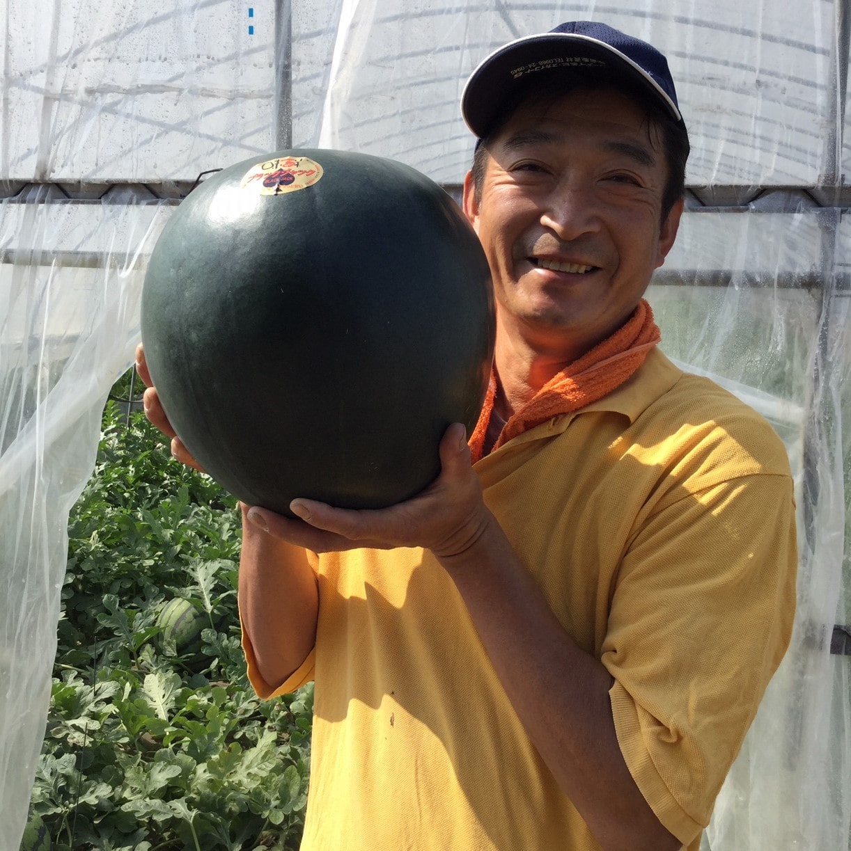 【すいか日本一】熊本植木黒西瓜「ブラックジャック」　3Lサイズ(約8kg〜9kg)×1玉