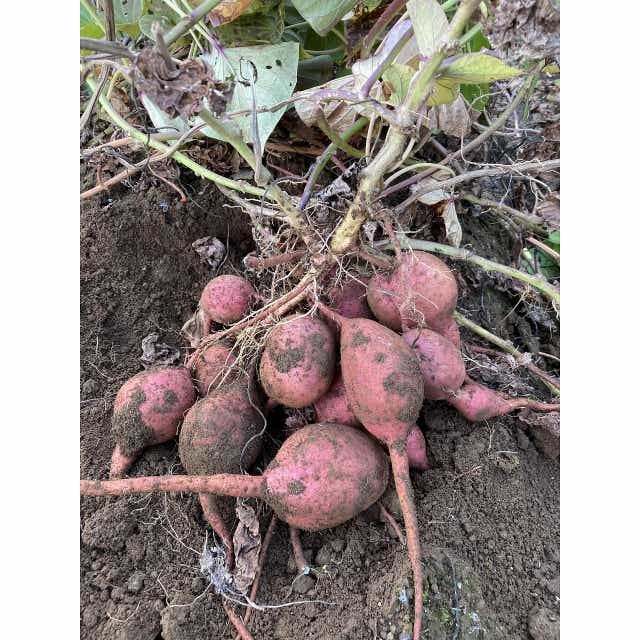 小さなボディには甘みがぎゅっと！「柳沢さんの安納芋1箱3kg」【鹿児島県種子島から直送】 農家の直売所 JRE