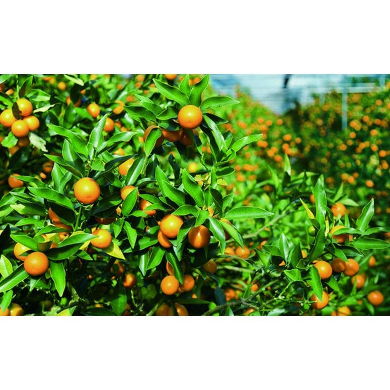 金柑・オレンジジャム詰め合わせ 6本セット（5種）【果樹園から直送】【送料無料】