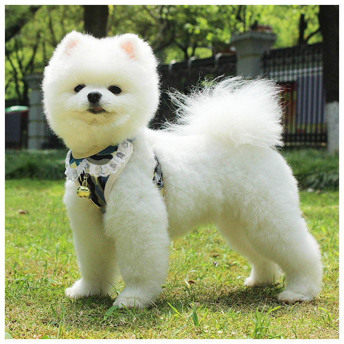 独創的 Zhengyue 犬用 ハーネス リード 小型犬 中型犬 大型犬 猫 セット ドット柄 可愛い かわいい 肉球 散歩 ペット用品 レッド Www Gaviao Ba Gov Br
