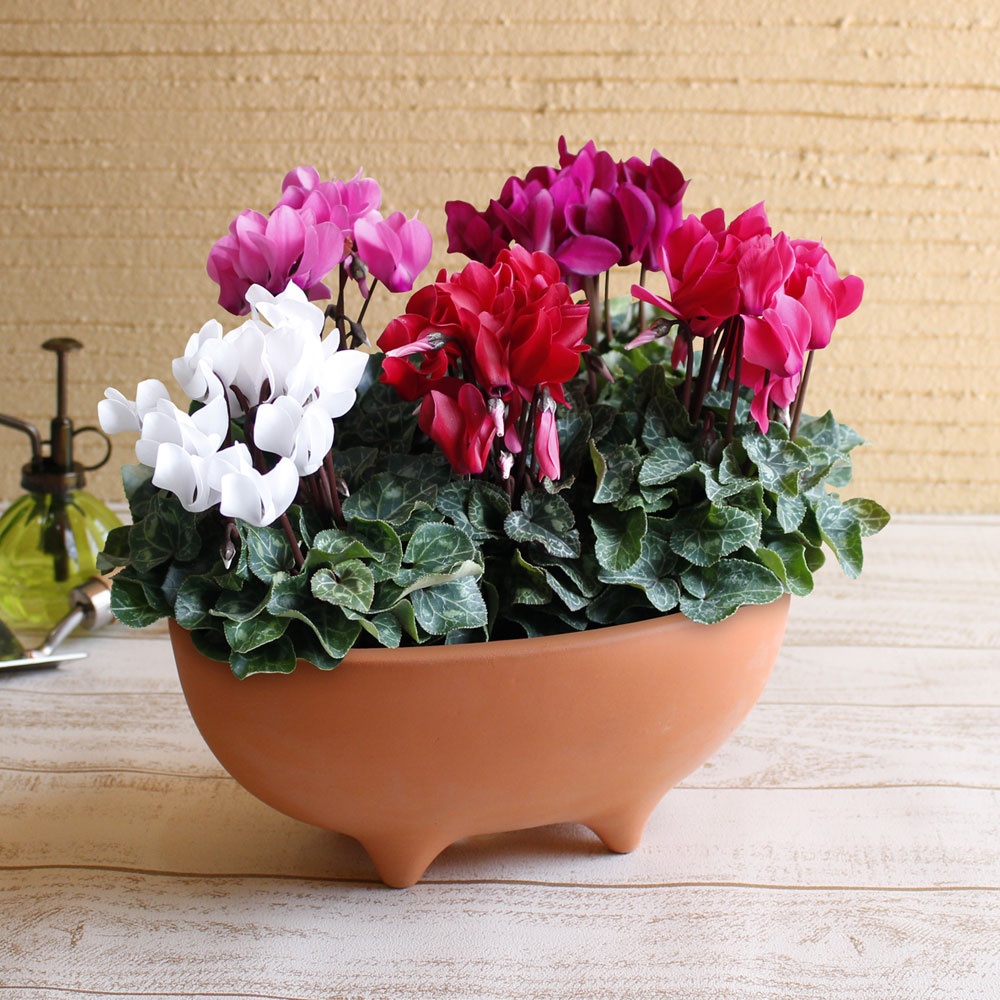 寄せ植え 冬のかおり ガーデンシクラメン イイハナ ドットコム Jre Mall