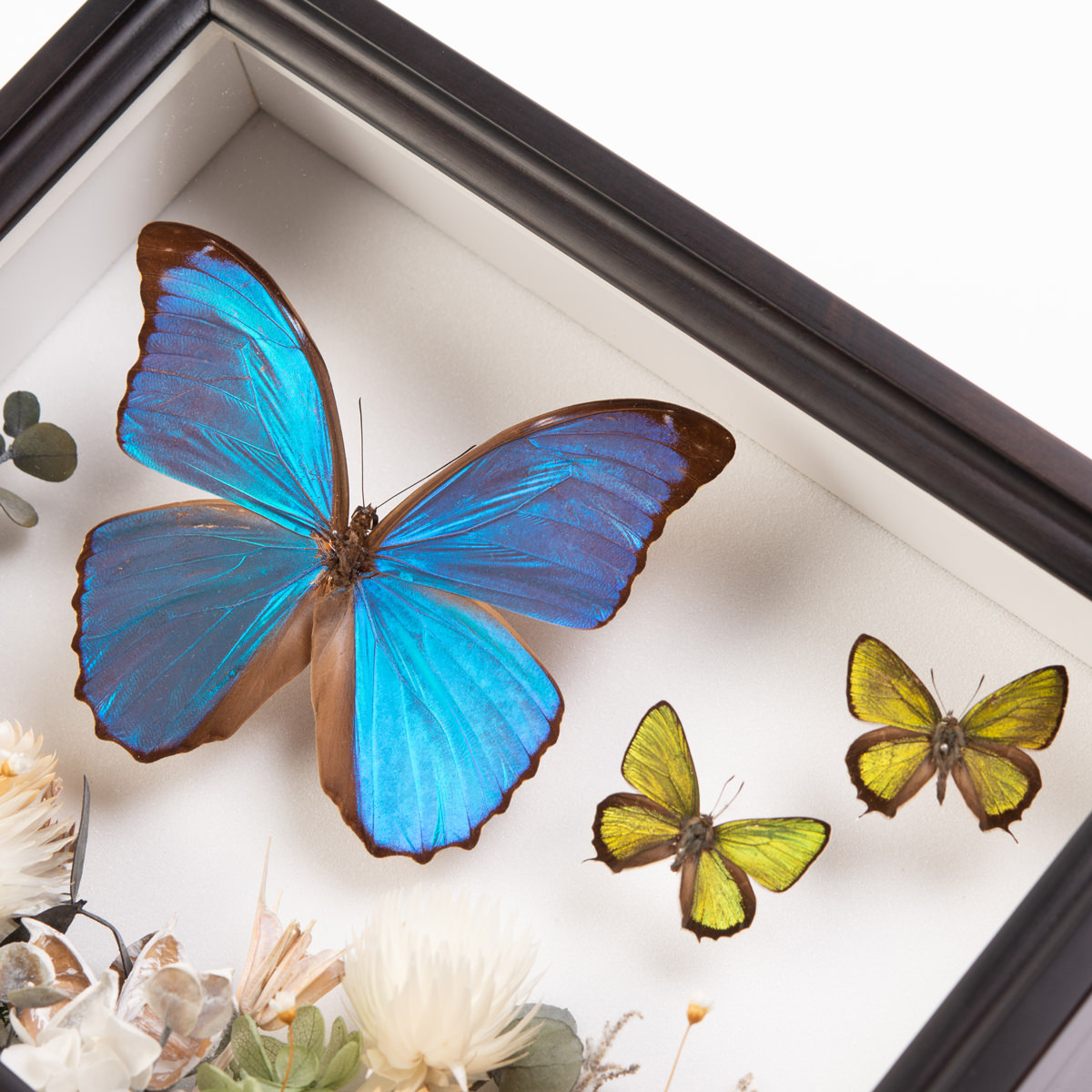 プリザーブドボックス プリザーブドフラワー モルフォ蝶1頭 ミドリシジミ蝶2頭 標本箱w250 D0 H60mm 岡山県 昆虫標本箱 ティーウッド 産直お取り寄せのニッポンセレクト Jre Pointが 貯まる 使える Jre Mall プリザーブドボックス プリザーブドフラワー モルフォ蝶1頭 ミドリシジミ蝶2頭 標本箱w250 D0 H60mm 岡山県 昆虫標本箱 ティーウッド 産直お取り寄せのニッポンセレクト Jre Pointが 貯まる 使える Jre Mall