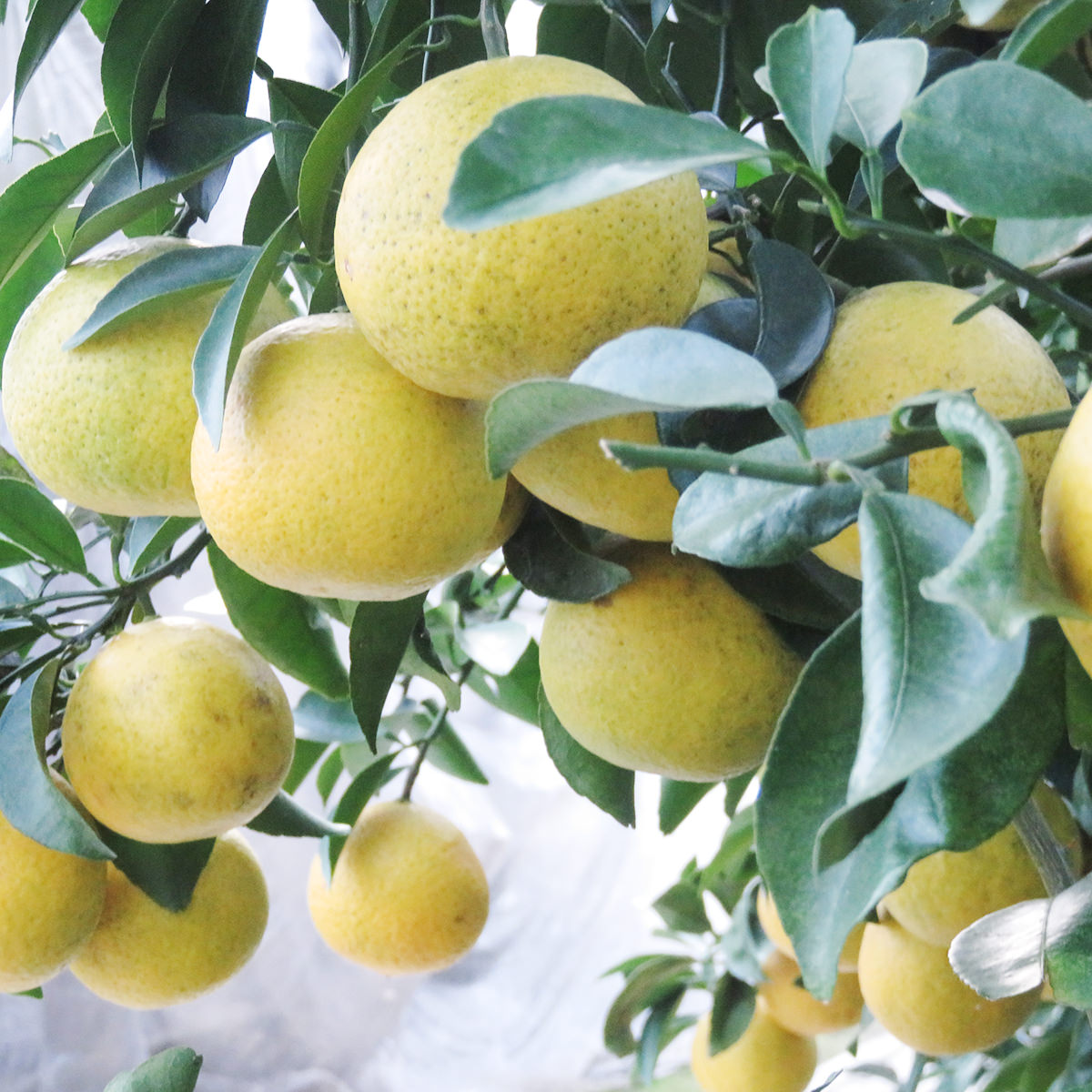 送料無料 日向夏ドリンク 7ml 3本セット 7ml 3 ジュース 宮崎 宮崎果汁 産直お取り寄せのニッポンセレクト Jre Mall