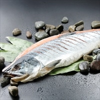新巻鮭姿切れ目入り 〔1.6kg〕 鮭 冷凍 北海道 江戸屋