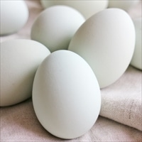 【送料無料】インカの卵 20個 〔20個入〕 卵 常温 愛媛 イヨエッグ
