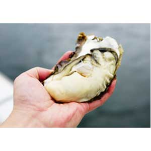 【産地直送/送料無料】〈石渡商店〉気仙沼完熟牡蠣のオイスターソース3点セット