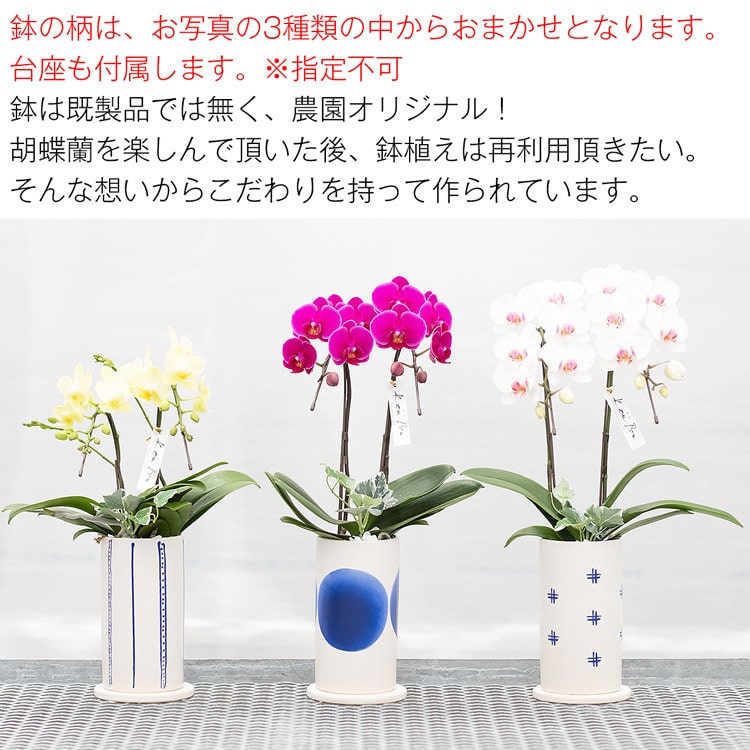 胡蝶蘭 ミディ 2本立 (鉢も付属) 花の色おまかせ 陶器鉢 光芒 空 産地 ...