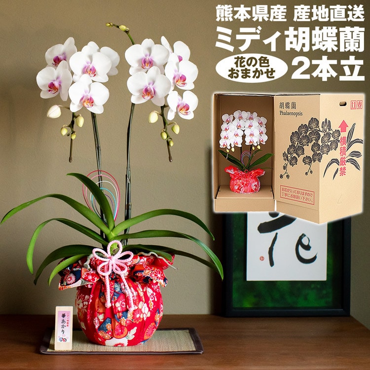 新品☆胡蝶蘭☆コチョウラン☆2本セット☆花9頭☆長